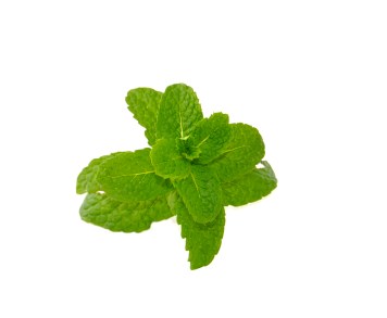 Mint from my garden- needs it's own moment in the spotlight :)